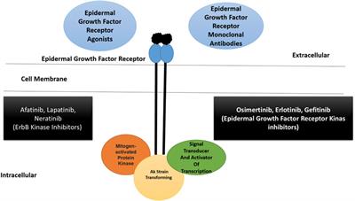 Triple-Negative Breast Cancer: A Brief Review About Epidemiology, Risk Factors, Signaling Pathways, Treatment and Role of Artificial Intelligence